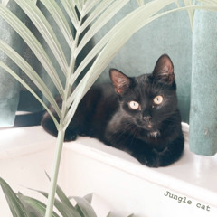 Jungle Cat | Lola Albin