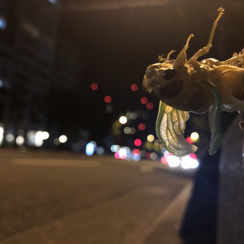 月下美人の花by Kohei Miki