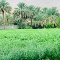 برقا روس الشرايف علي بن روغة  at الزيدي