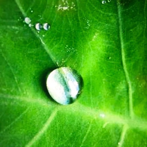 Morning dew