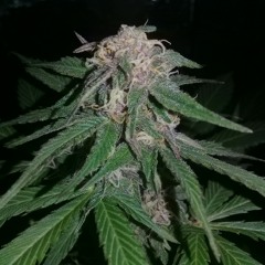 Freestyle- B.savage ft Papi Trujillo