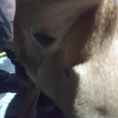 Oktoberfest conversation while Dave plays bass in the background/foreground