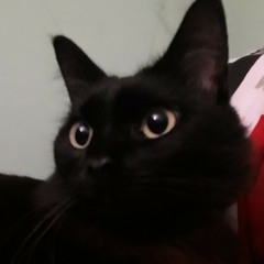 lilac wine - jeff buckley