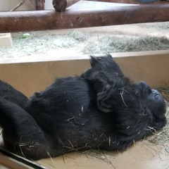 Bottle it up - rough