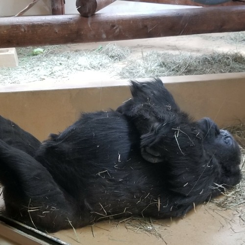 Bottle it up - rough