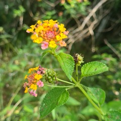 Ukan resin asonga (Cover)-Re Fotunei