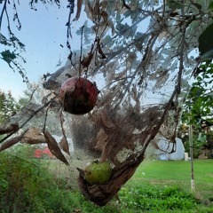 Truck Driver - Sun Kil Moon (cover)