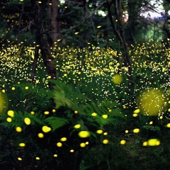 Juice Wrld Fireflies (Extended Snippet)