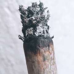 ŻYTO - KRÓLICZEK