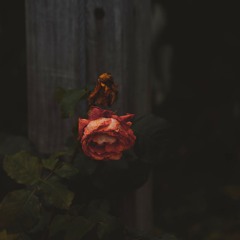 Thoughts Of A Dying Man