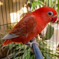 Suara pikat burung kecil ampuh mp3.mp3
