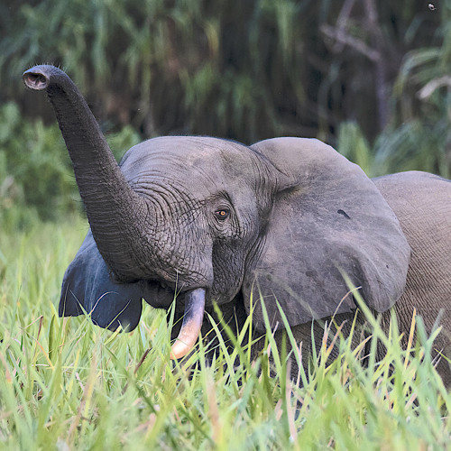 Small Elephants Play Big Role in Fighting Climate Change