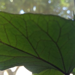 The Little Leaf 20/A Pequena Folha 20