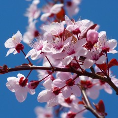 Hasekura’s trees  (final cut)
