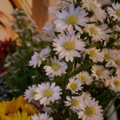 (∪｡∪)/♫•*¨*•.¸¸♪