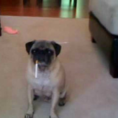 Circles (Pola & Bryson Bootleg)