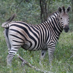 Zebra Safari (October 2020 Remix)