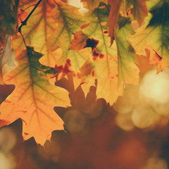 🍁 Autumn leaves 🍁