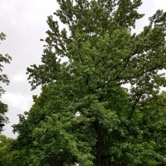 Khutbah Blasphemy Voting - Halloween ICC 10302020.mp3