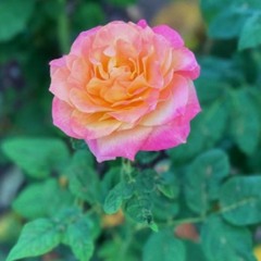 Know You Better ft. BasicEli