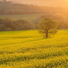 I want to follow him