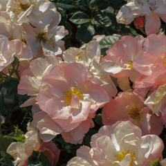 bloomenkind