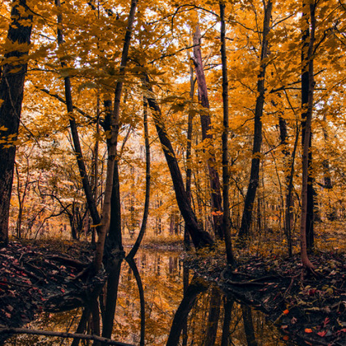 Lyterian Labefaction