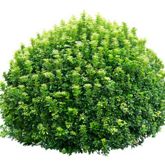 bush