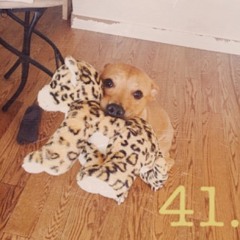 41.
