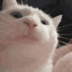 catJAM (mit UMG ab jetzt)