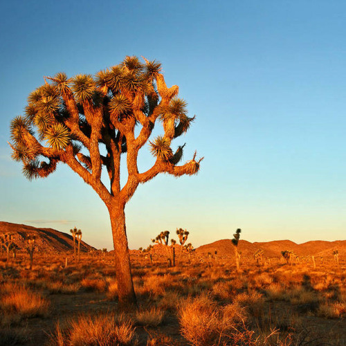 Joshua Tree Desert Vibes