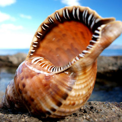 Seashell