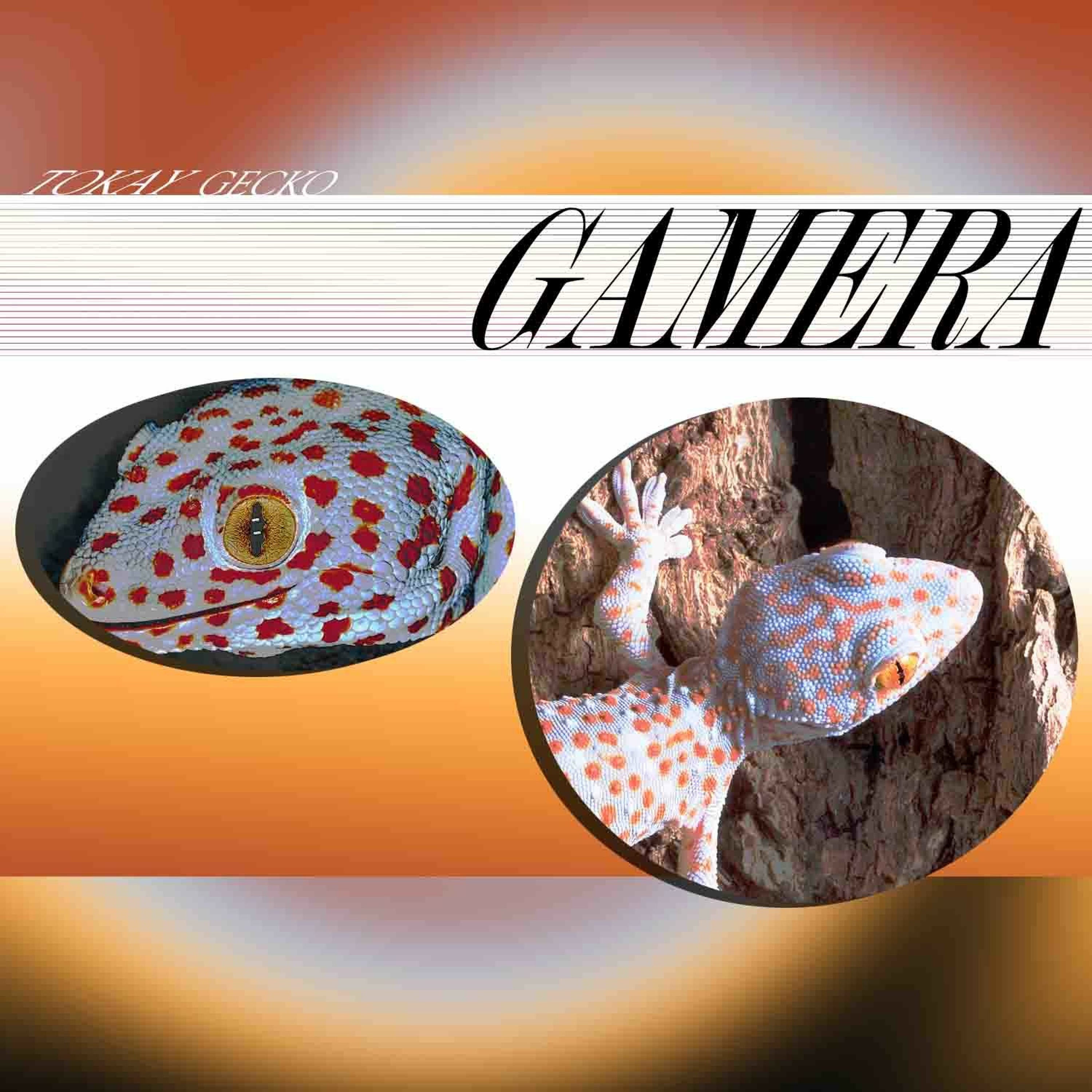 GAMERA aka GMRA