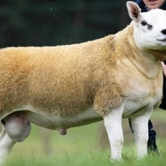 Hardrock - Diamonds Snippet