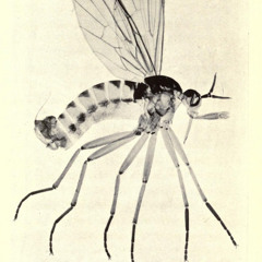 meg-x - chove a chuva la fora vocal1