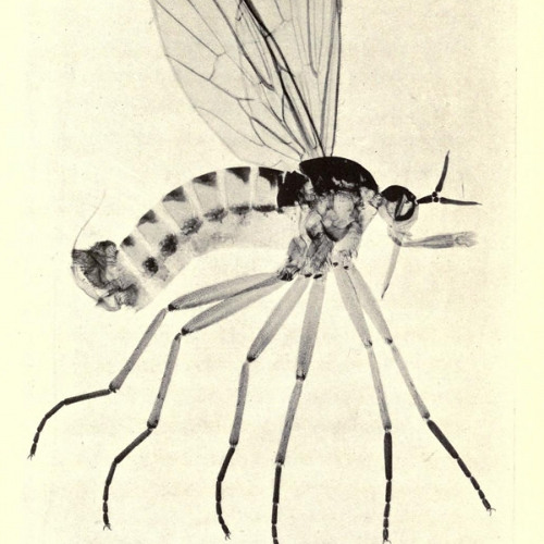 meg-x - chove a chuva la fora vocal1