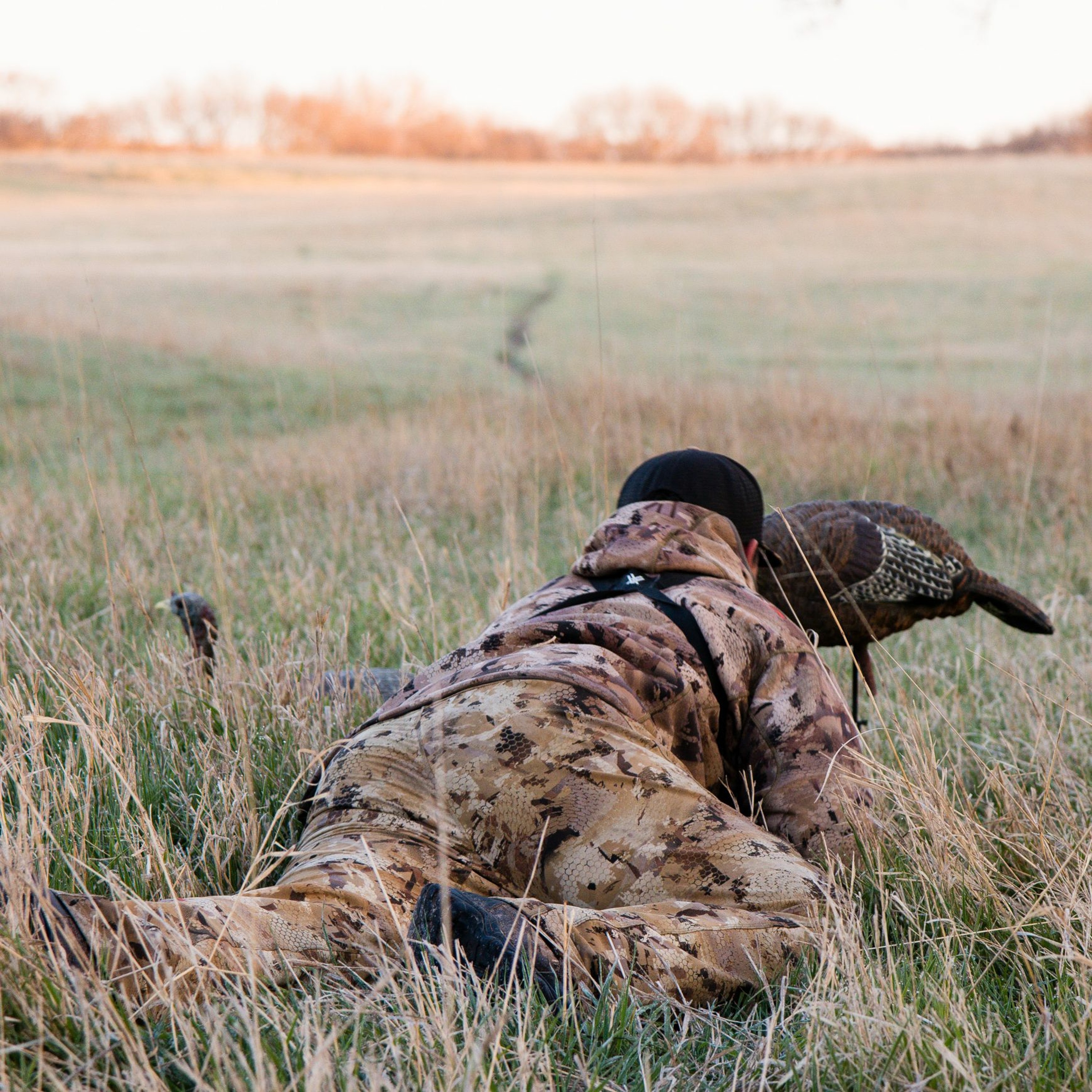 More than Nebraska Turkeys