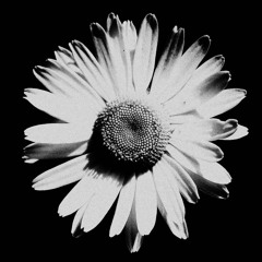 Pushing Daisies LIVE at Southpaw