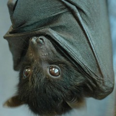 Murciélagos (Ft. Cer00 & Money Sugga') [prod. traslacortina]