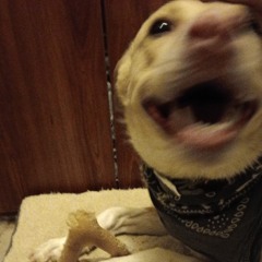 Oreo or 2-tone (Ska, ska punk)