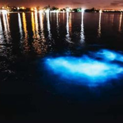 Review Special Price La Parguera Glowing Bioluminescent Bay Boat Tour From San Juan