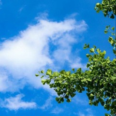 صباح الخير قدسيا / موفّق الحجار