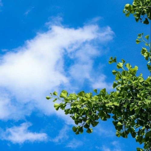 صباح الخير قدسيا / موفّق الحجار