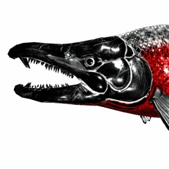 Perro Andaluz - Contracorriente