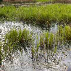 Waterhall dewpond pond grasses