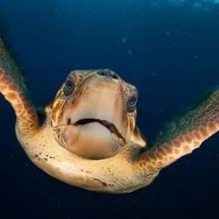 I’m a fucking turtle