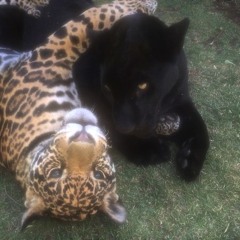 ipodkingcarter prod me