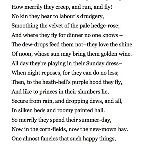 573 Insects by John Clare