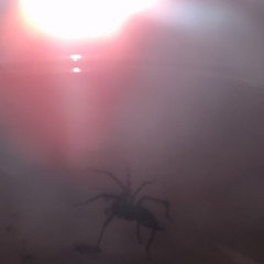 Atomic Arachnid