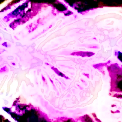 Moth to a Flame
